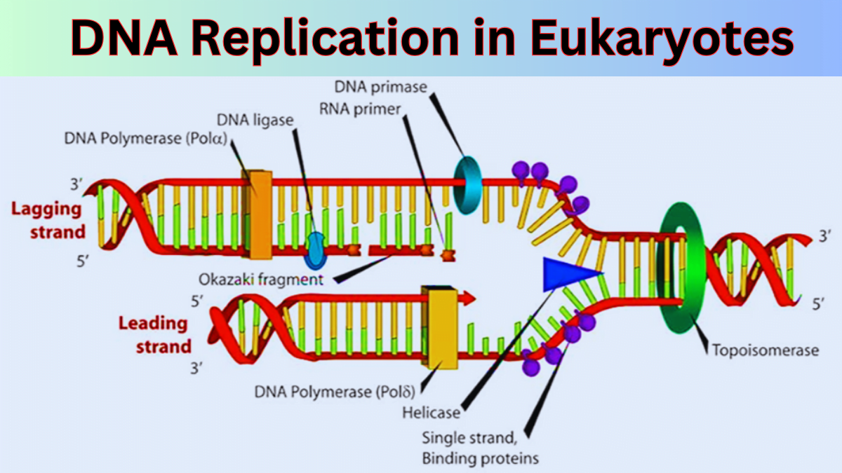 Dna Replication In Eukaryotes